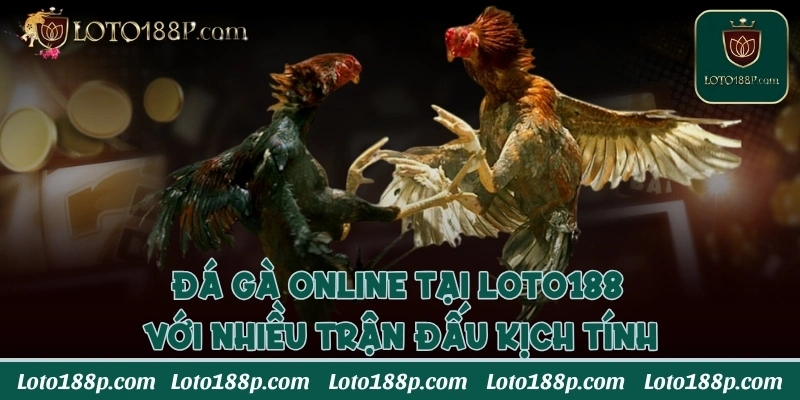 Đá gà online tại Loto188  với nhiều trận đấu kịch tính